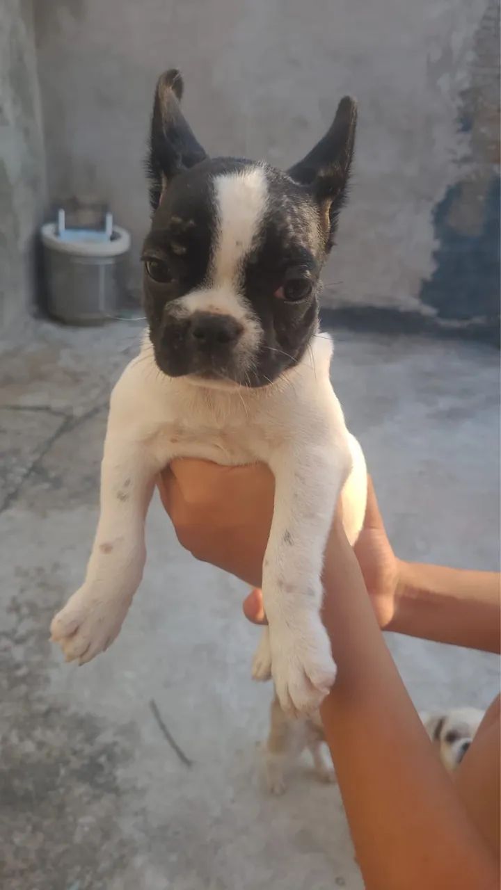 Buldogue francês  - Foto 4