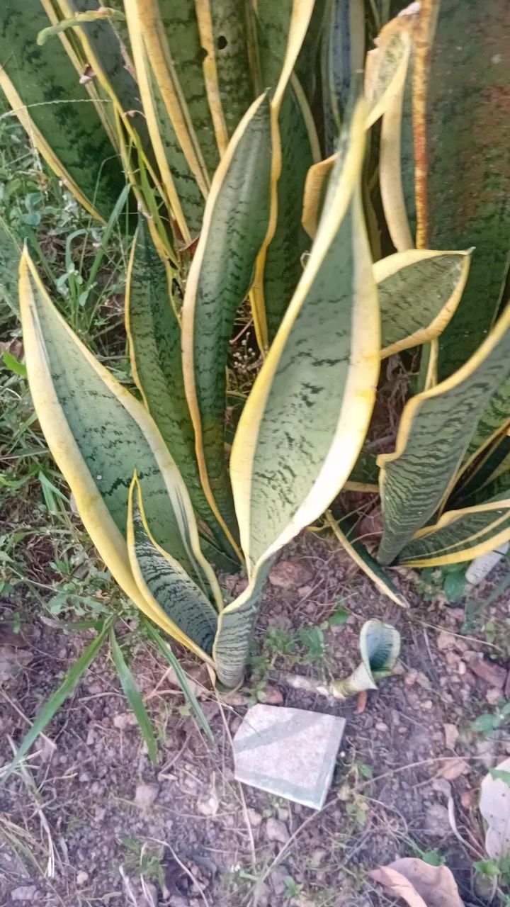 Mudas dessas plantas.  - Foto 5