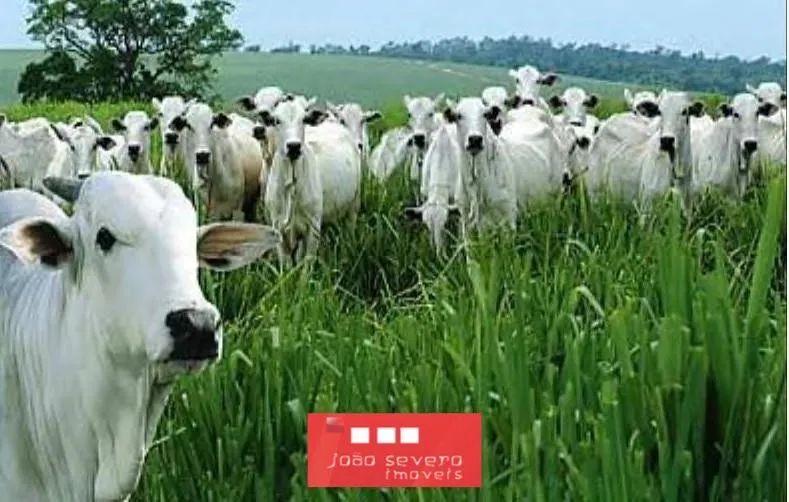 Fazenda para Venda em Barro Alto - Foto 2