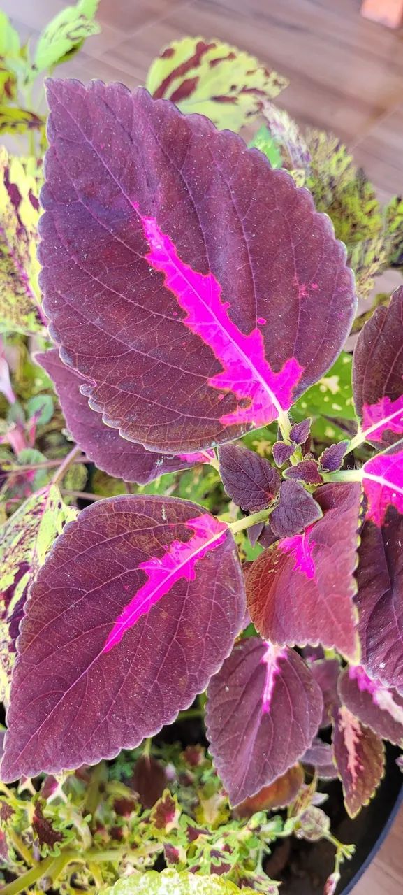 Mudas de coleus variados unidade valor para revendedores - Foto 5