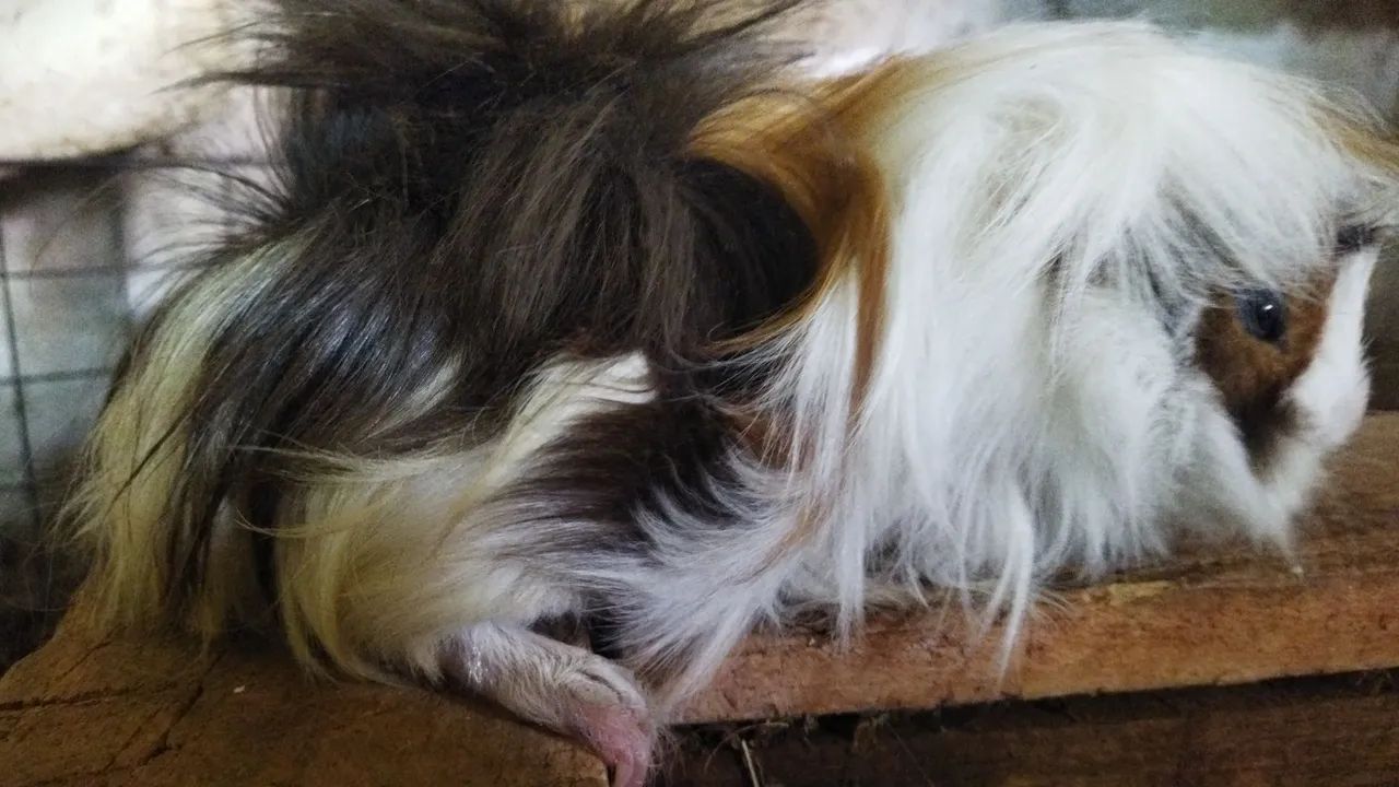 Porquinho da Índia (Preá)