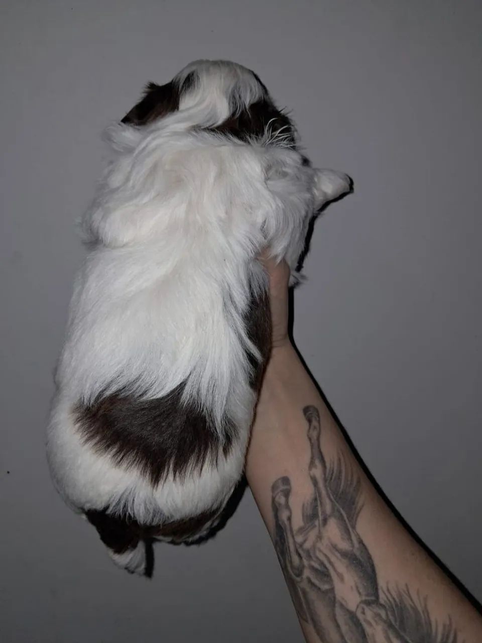 Shih tzu macho   850 - Foto 4