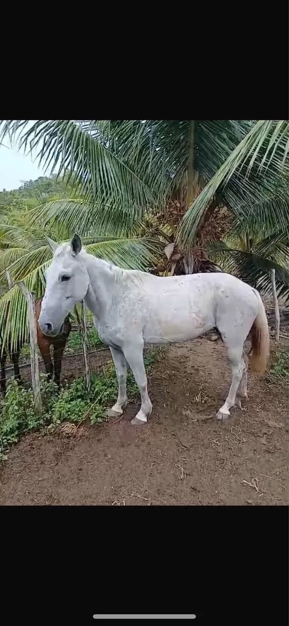 Égua baixeira boa de sela  - Foto 6