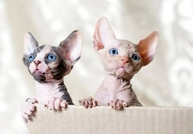 Sphynx filhotes - conferir  - Foto 2