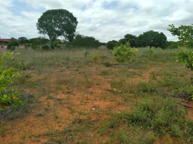 Roça de 5 tarefas com casa em Araci - Foto 4