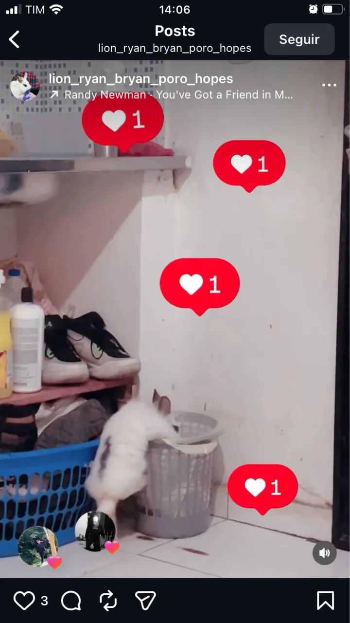 Vendo coelho da raça mini lion head macho  (com casinha, feno, ração e mictório incluso) - Foto 3