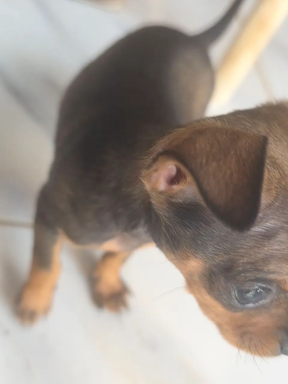 Pinscher 0 - Foto 2