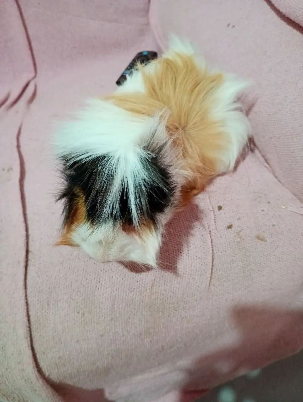 porquinho da índia macho peludo  - Foto 3