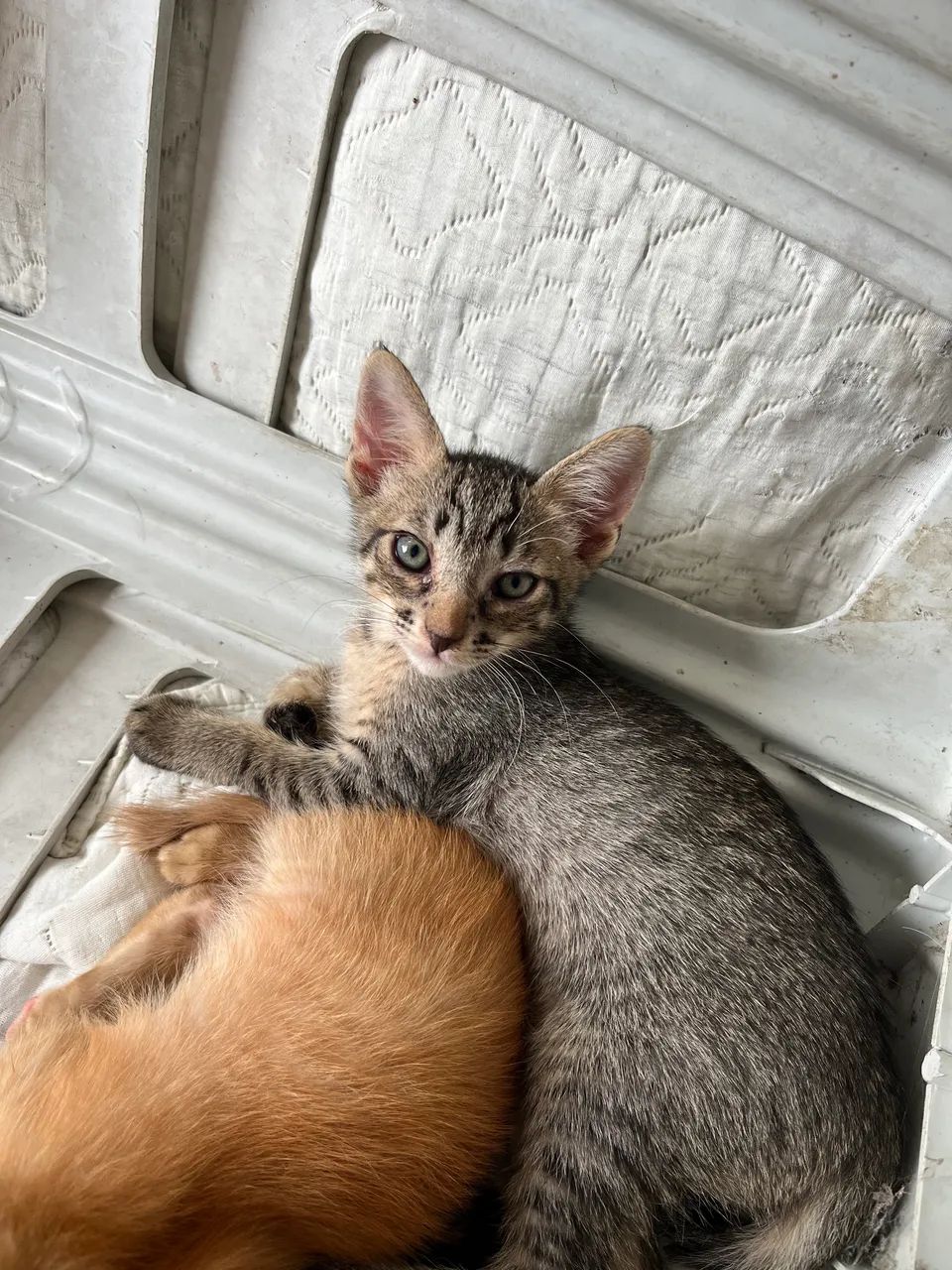 gato para doação - machos  - Foto 2