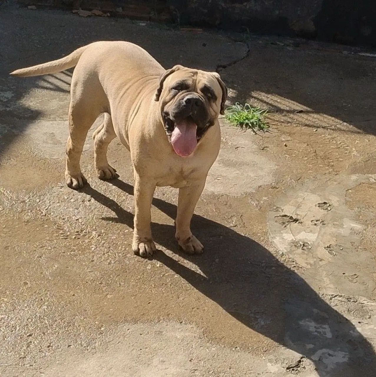 Mastif  - Foto 5
