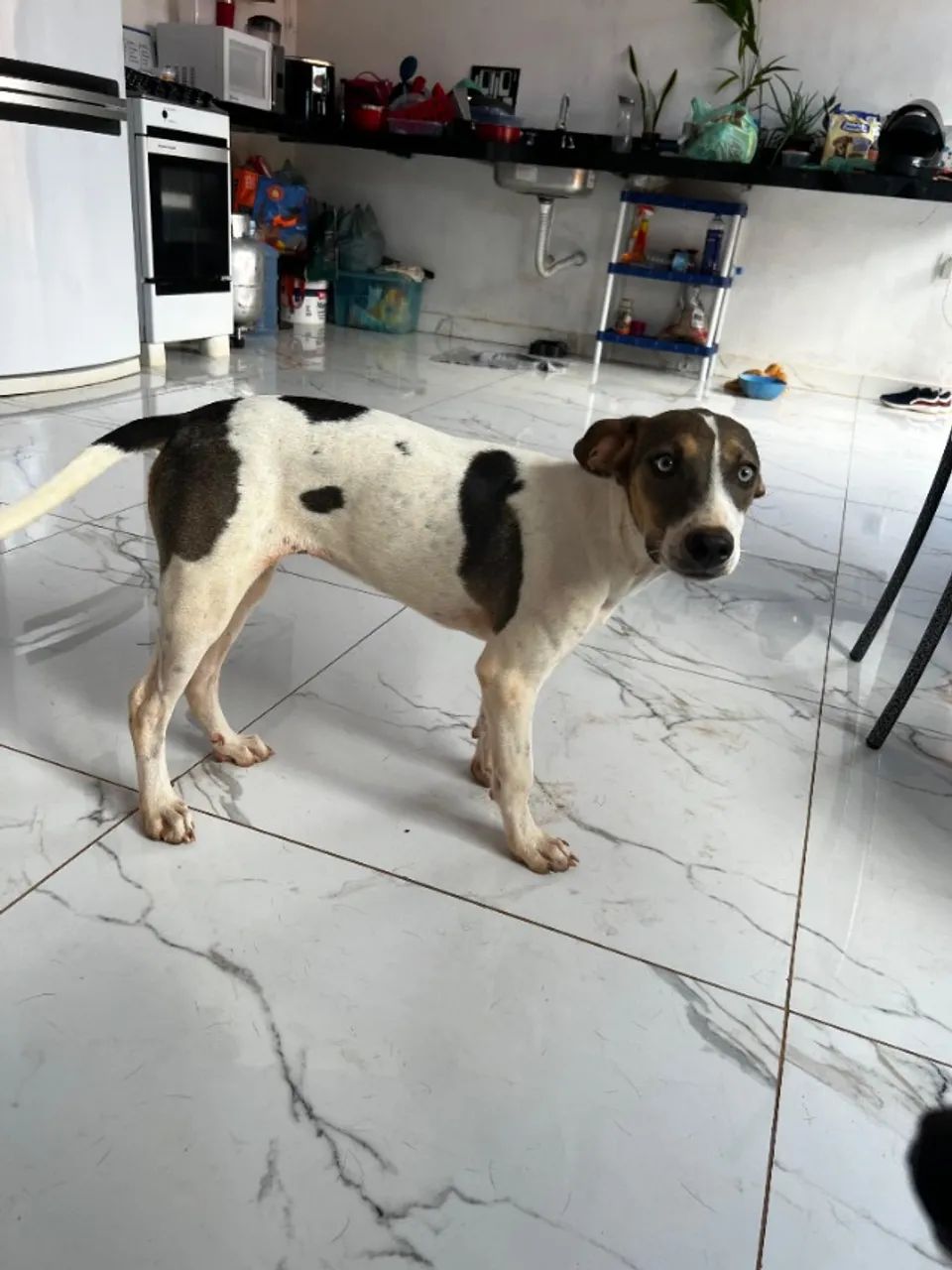 Doação de cadela - Foto 5