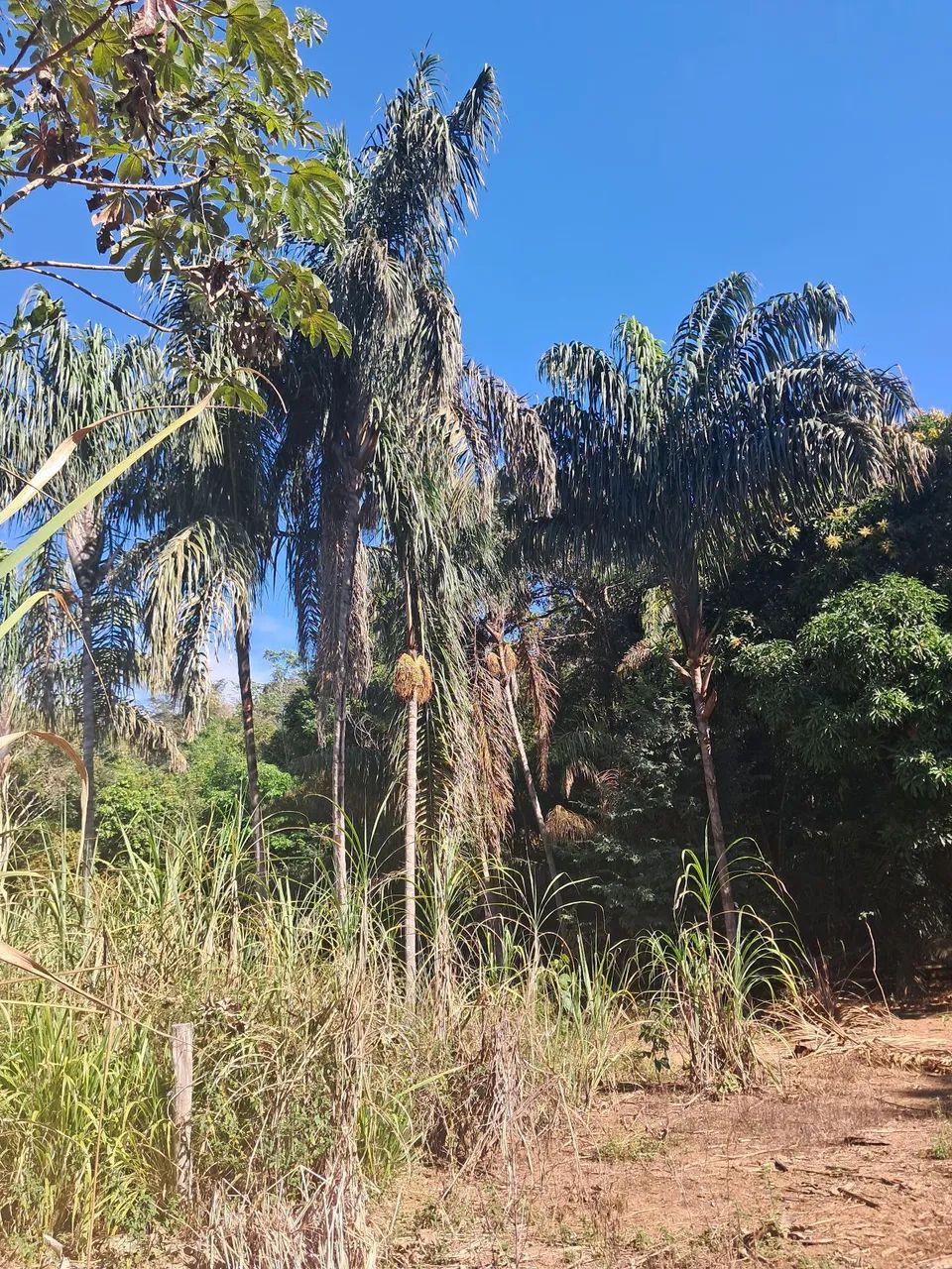 Chácara  - Foto 3
