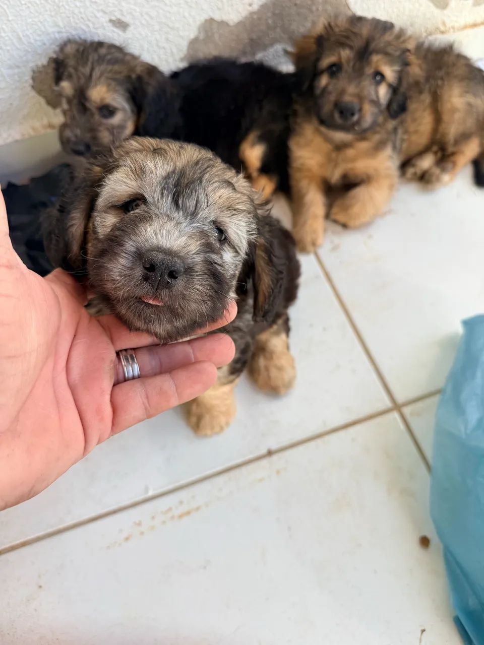 Vendo poodle com maltês  - Foto 4