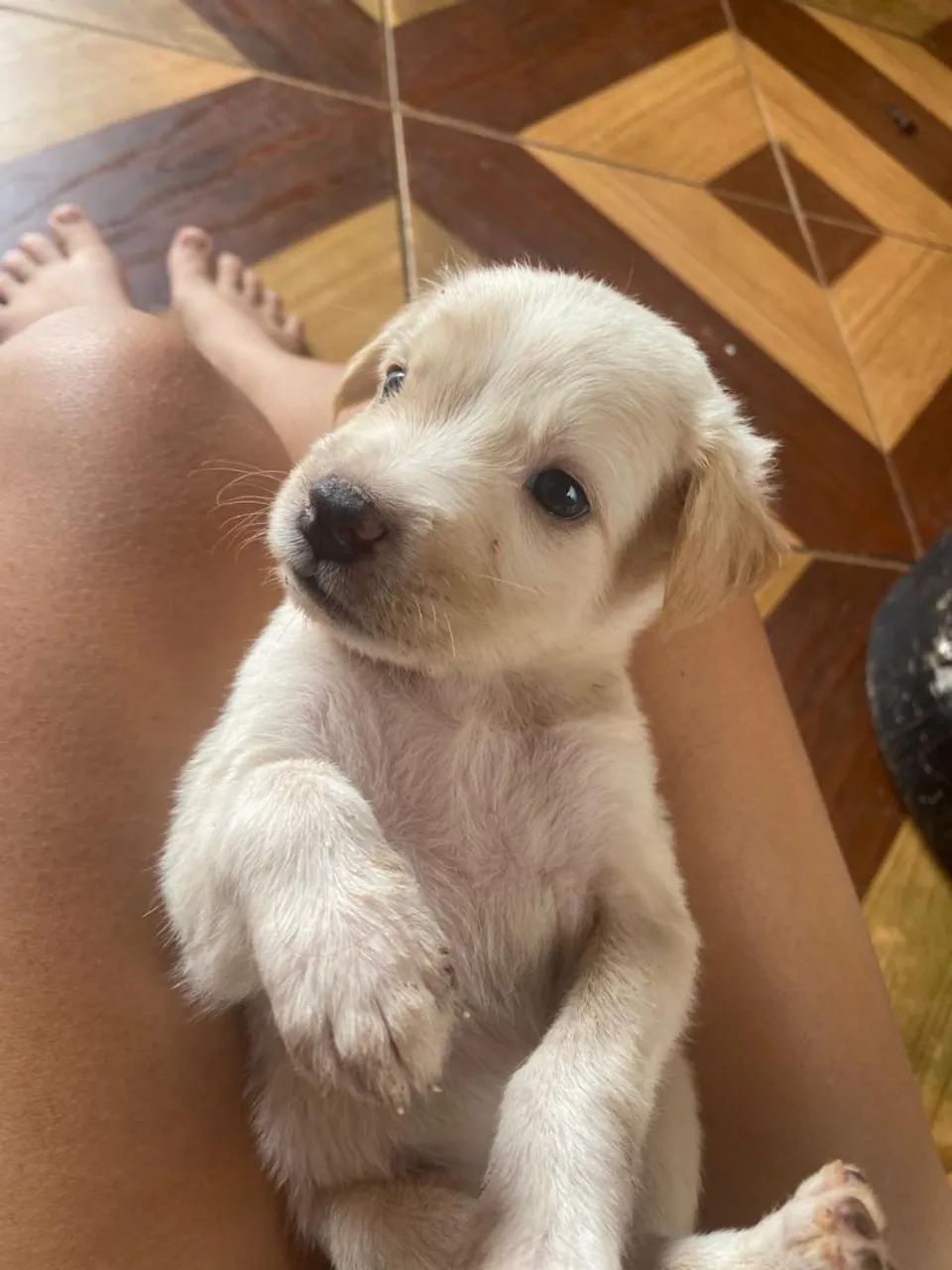 Doação de labrador  - Foto 4
