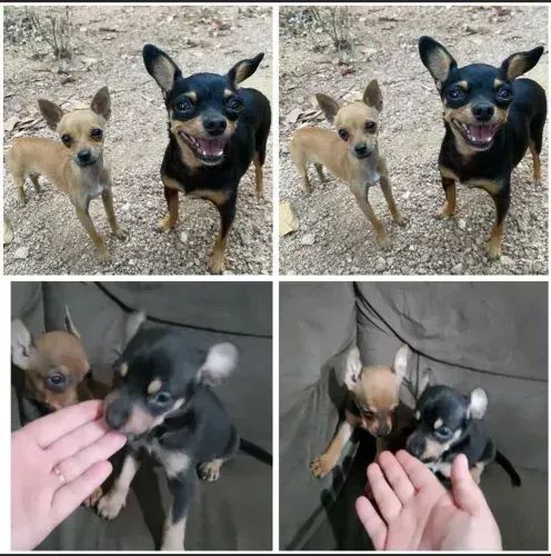 pinscher 