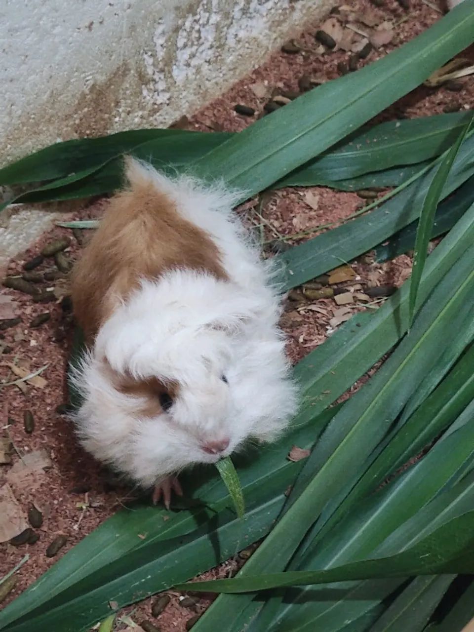 Porquinho da índia Peruano pelo longo Macho Linhagem Pura Filhote