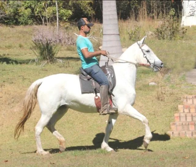 Egua mangalarga, registro definitivo