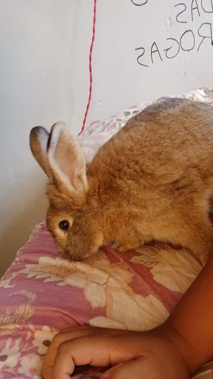 COELHO - Foto 3