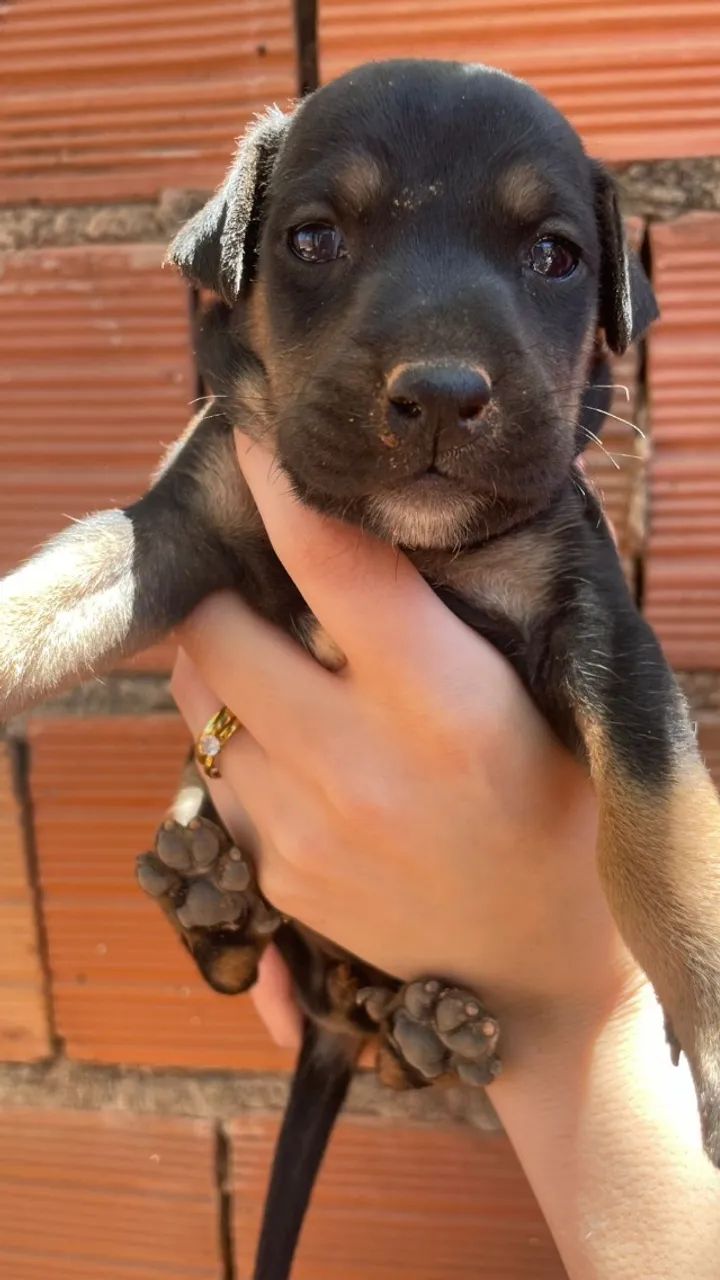 Cachorros  - Foto 3