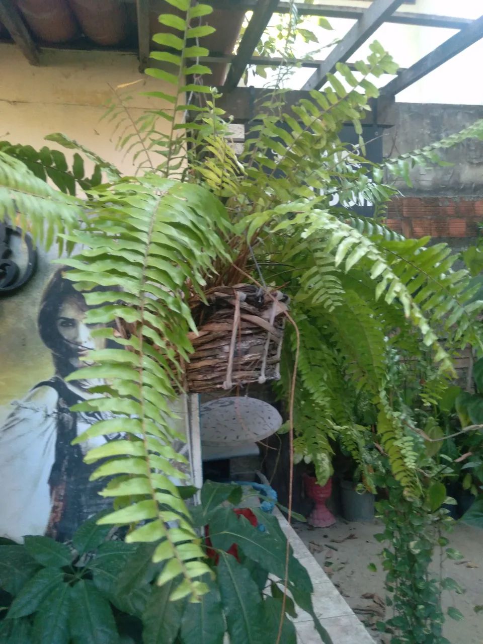 Planta  em cesta suspensa  - Foto 4