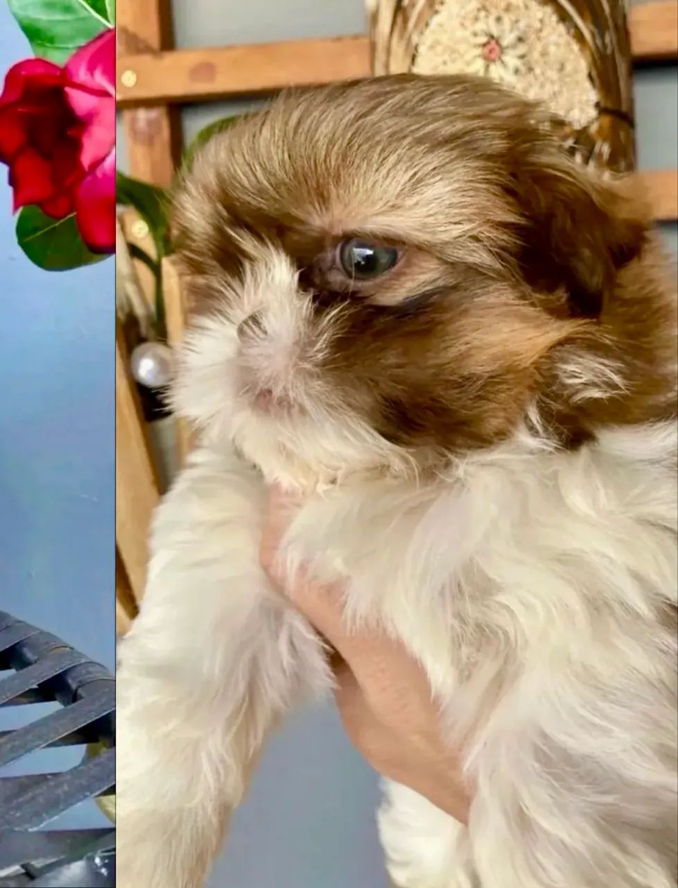 Shih Tzu - Foto 3