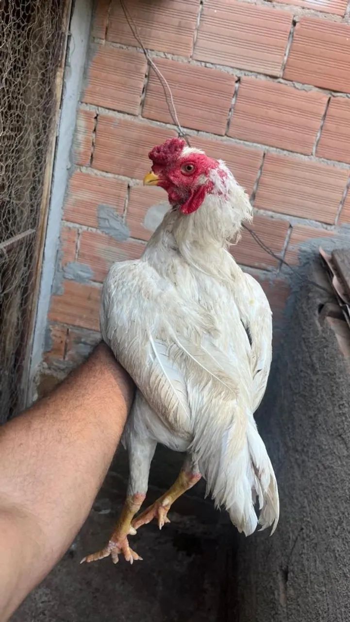 FRANGO ÍNDIO... - Foto 5