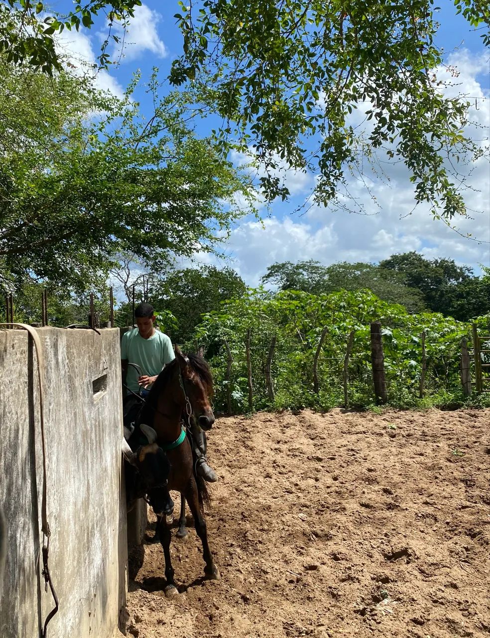 Égua de direta  - Foto 3