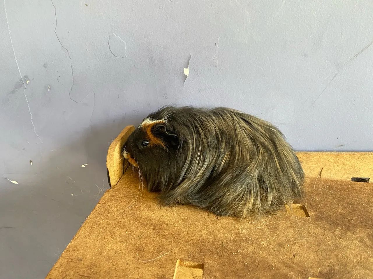 Porquinhos da india Sheltie filhotes disponiveís entregas Janu e Moc 