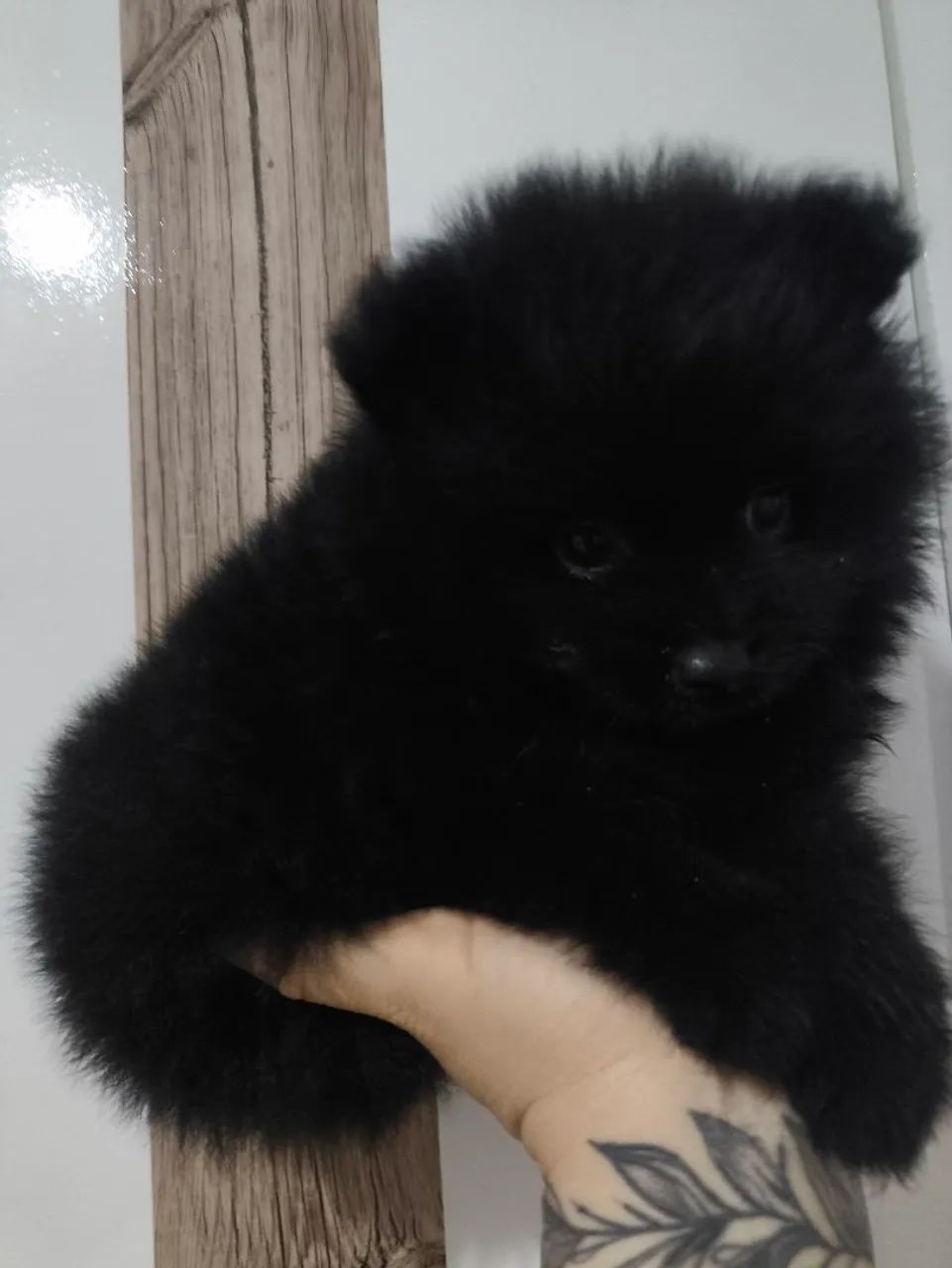 Spitz alemão anão macho  - Foto 2