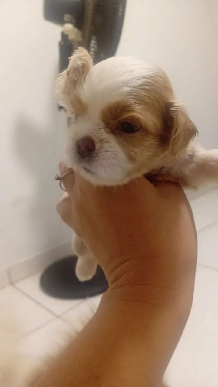 Vendo shitzu  - Foto 4