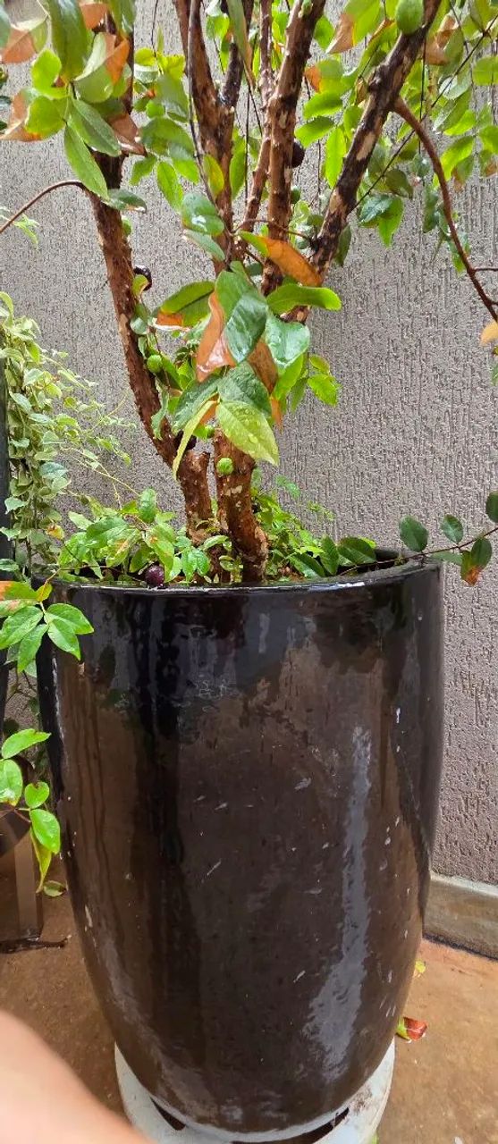 Jaboticabeira junto com vaso vietnamita  - Foto 2