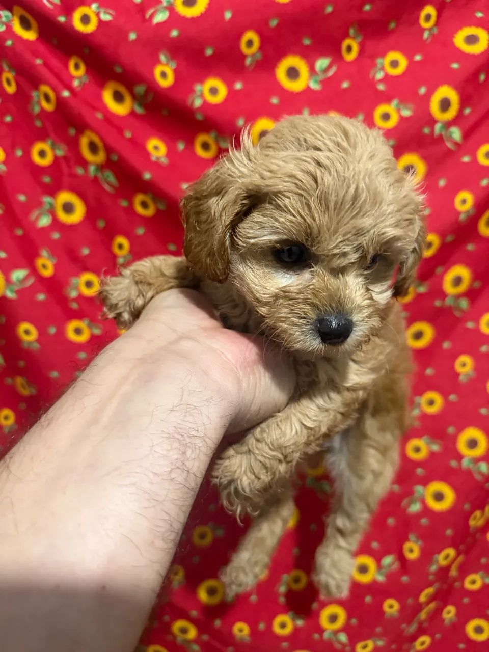 Poodle - filhote- fêmea e macho - Foto 4