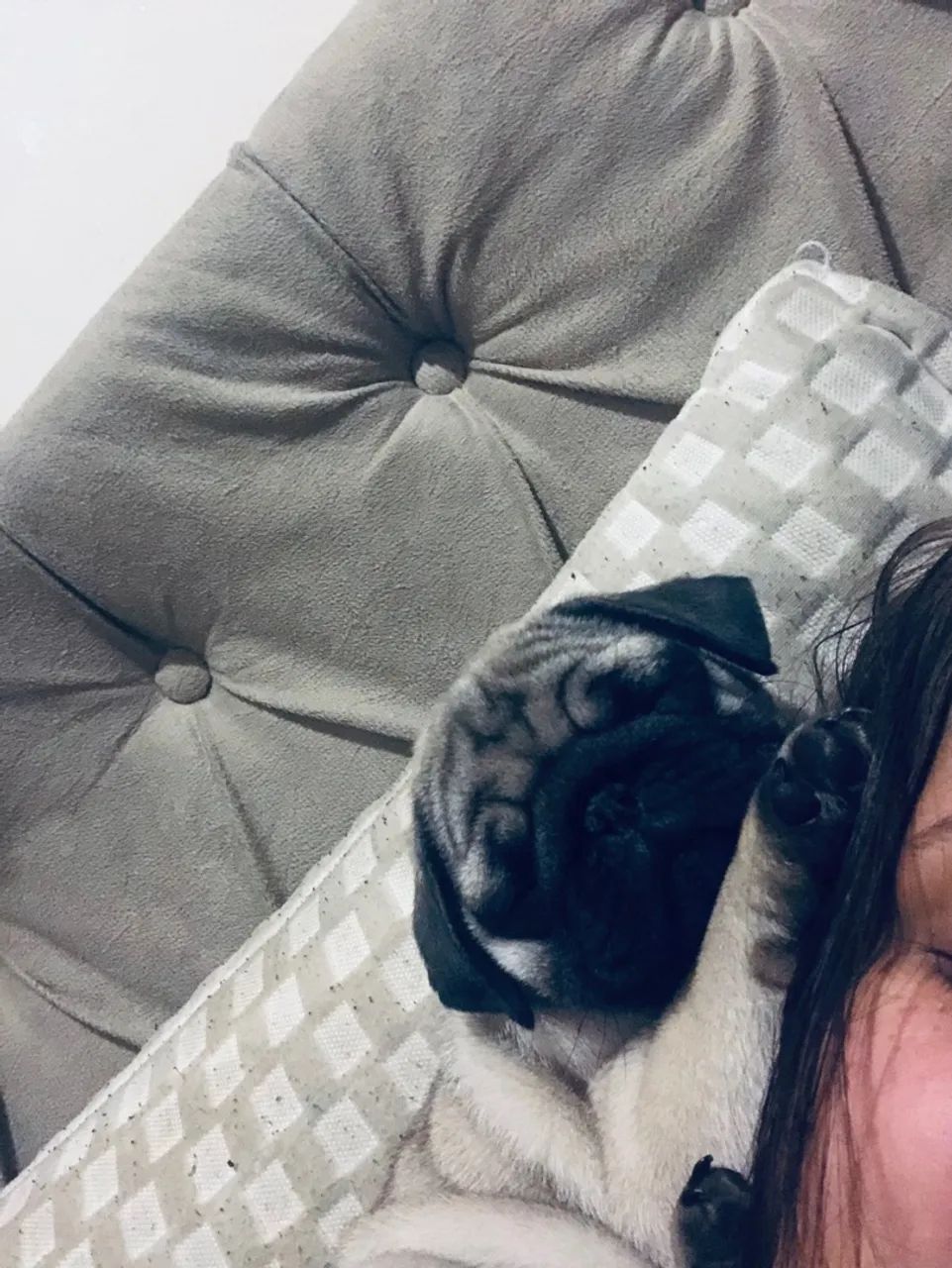Cachorro Pug - Foto 4