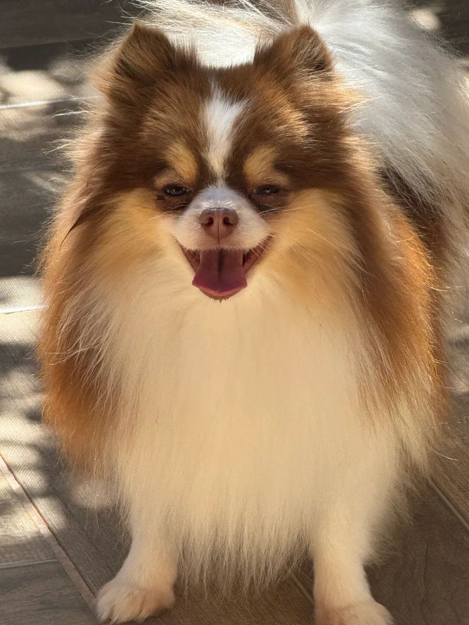 Spitz Alemão Macho - Foto 4