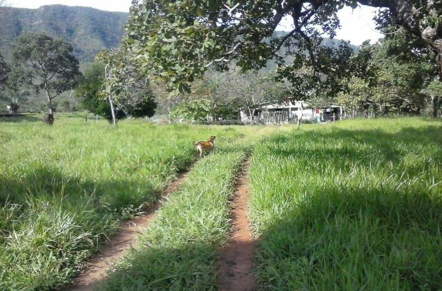 Lindo Sítio 20 alqueires em Formosa GO - Foto 3