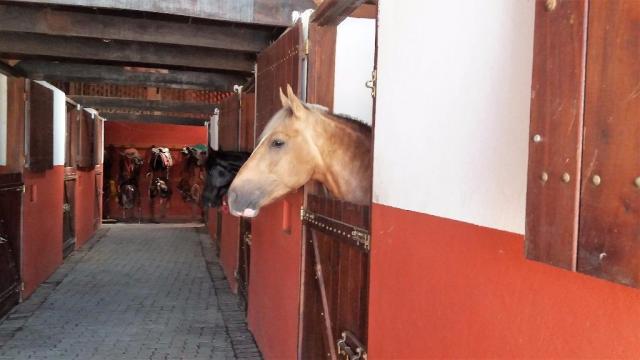 Haras em Louveira estruturado - Foto 3