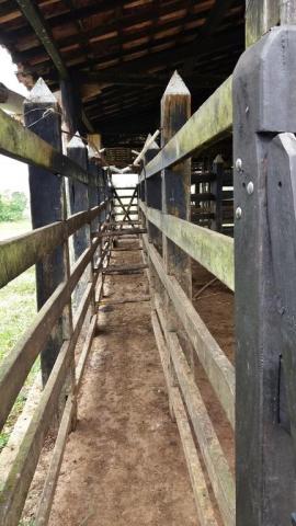 Fazenda 240 has em Tancredo Neves/BA - Foto 15