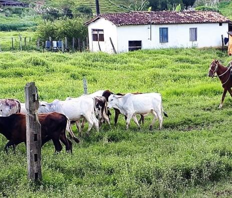 Fazenda Itagi 500 has