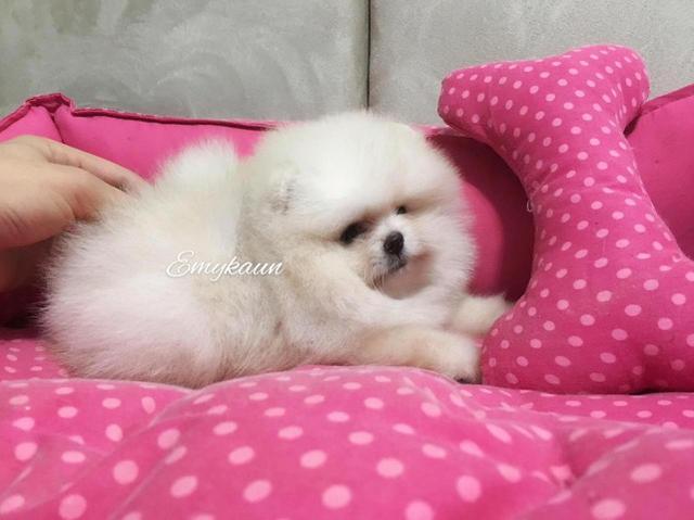 Lindo filhote de spitz alemao