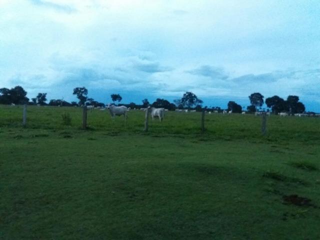 Fazenda 465 Hectares Grande Oportunidade Poconé - MT - Foto 3