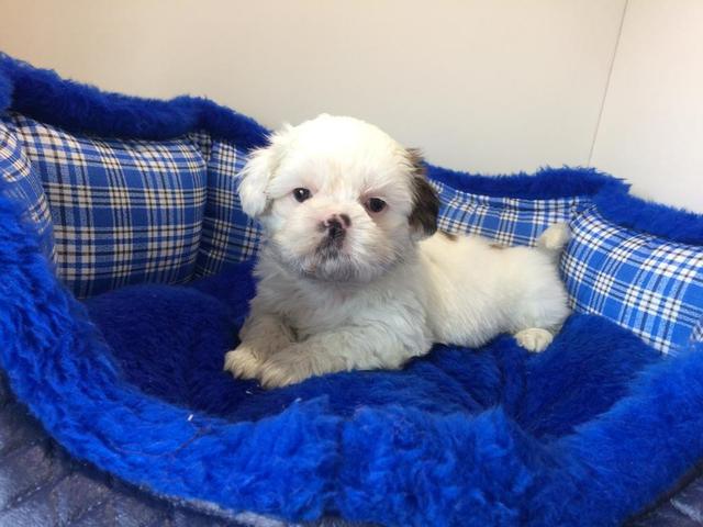 Lindo Shihtzu macho e fêmeas no filhotes mimados - Foto 3
