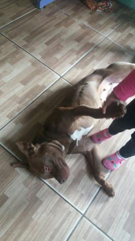 Vendo American bully - Foto 2