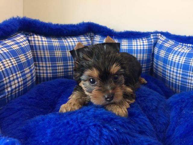 Lindos yorkshire mini hoje no filhotes mimados não perca - Foto 2