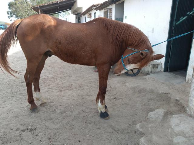 Cavalo de direita, baixei prá vender - Foto 4