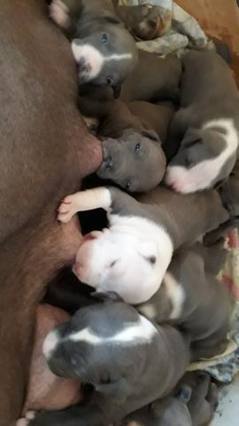Filhote de American Staffordshire Terrier Blue Nose - Foto 6