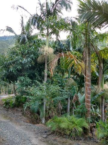 Terreno com 8 alqueires=19 hectares - Foto 20