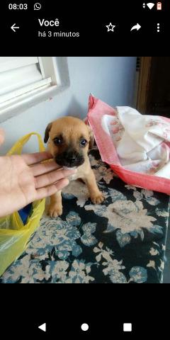 Vendo ou troco filhote pinscher 1 FÊMEA - Foto 4