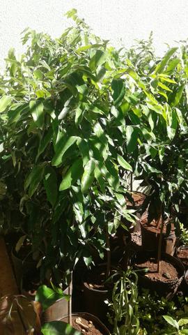 Viveiro Frutíferas c Frutos- Montamos pomar chacará e fazenda- grama e mudas de eucalipto - Foto 5