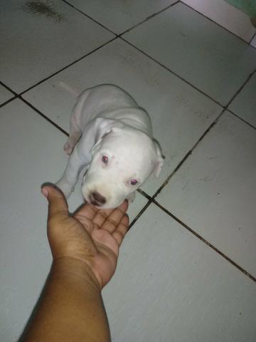 Filhote de pitbull - Foto 6