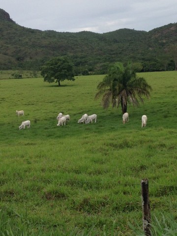 Fazenda de 300 Alq Vila Propício  - Foto 2